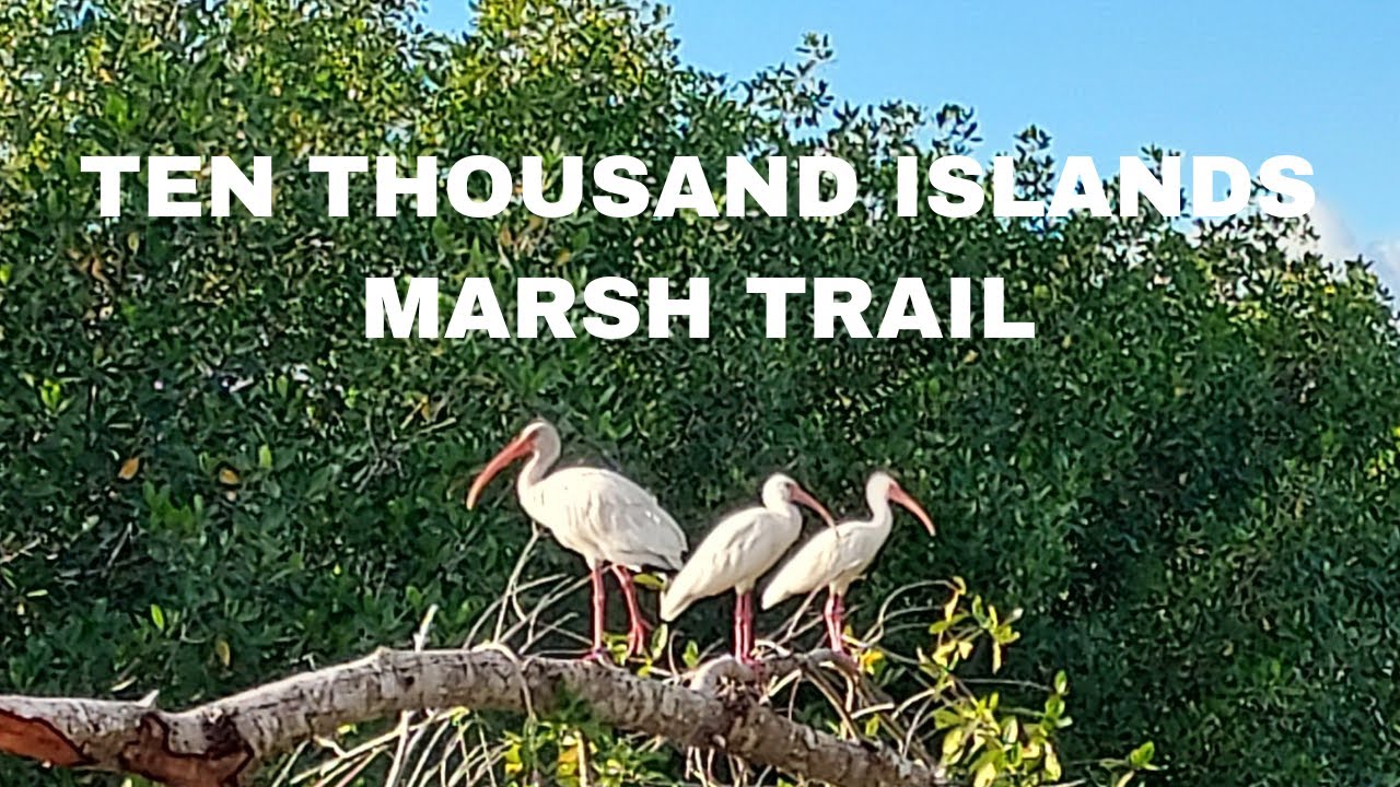 Everglades National Park Part 2: Ten Thousand Islands Marsh Trail