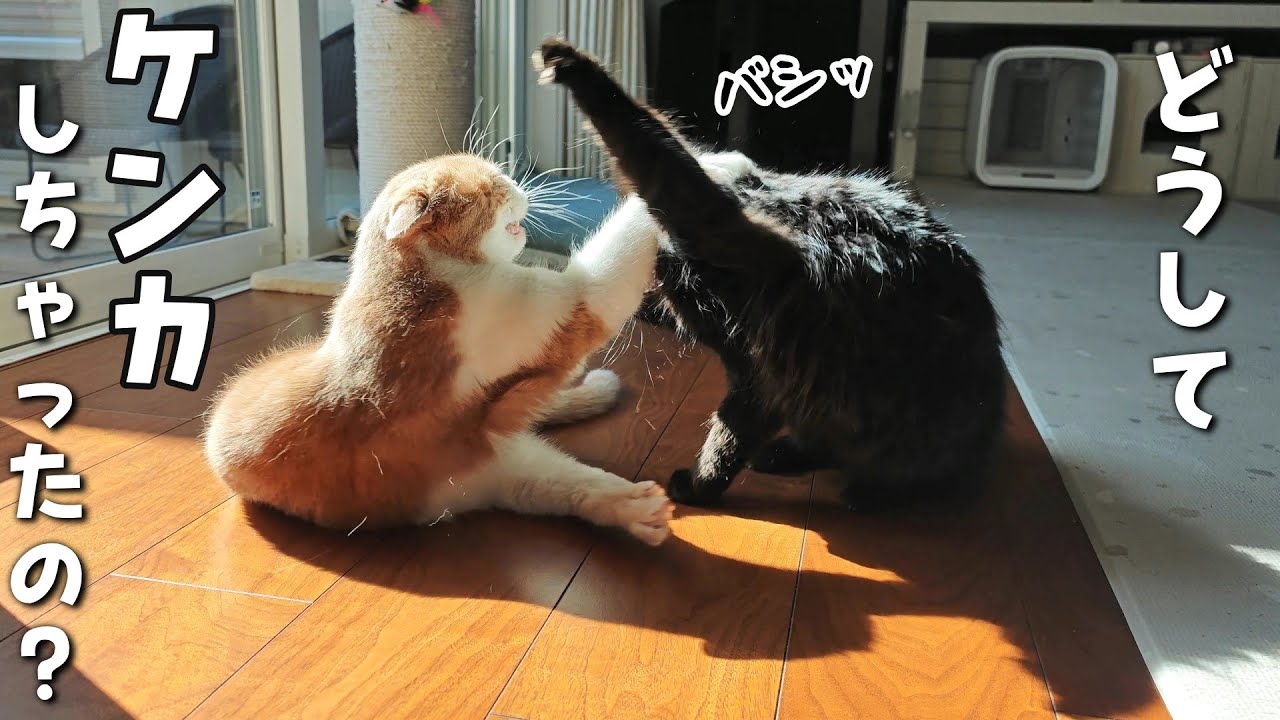 ケンカして気まずくなった猫のちょっぴりぎこちない仲直り