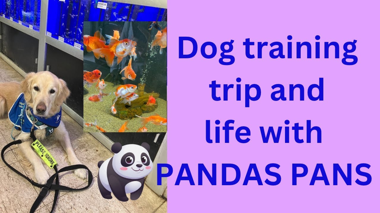 Training trip and life with PANDAS PANS