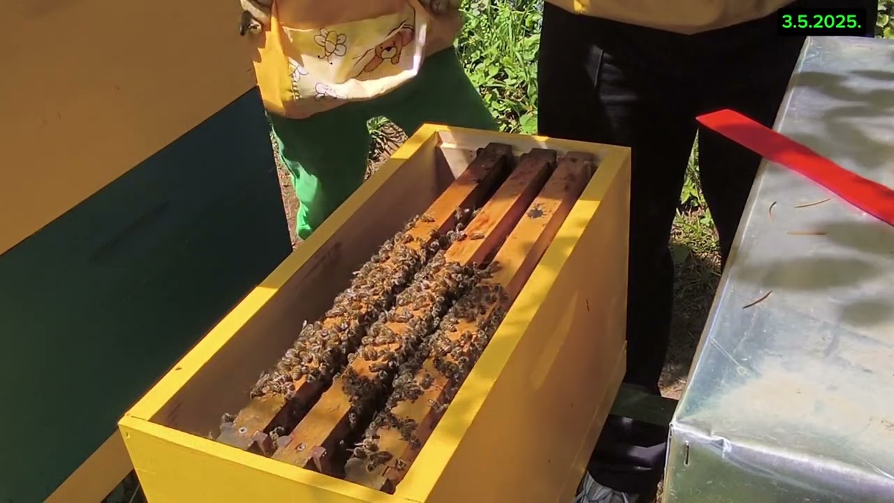 🔍 Planirali obilježiti maticu... a pronašli matičnjake i praznu košnicu!? 🐝