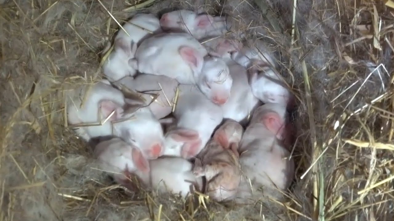 Маленькие зайчата панона