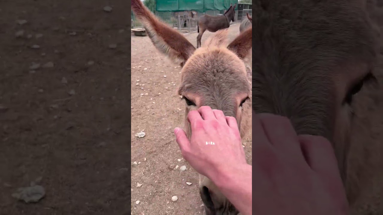 Farm House Aradippou animal sanctuary in Cyprus #cyprus #κύπροσ #animals #larnaca