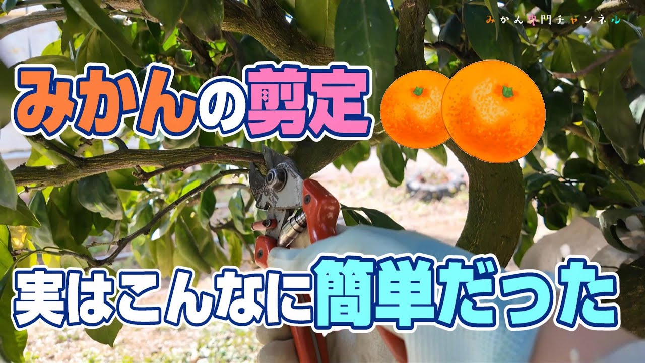【2月下旬～3月中旬】みかんの剪定は、難しいとお困りの方！見て下さい。