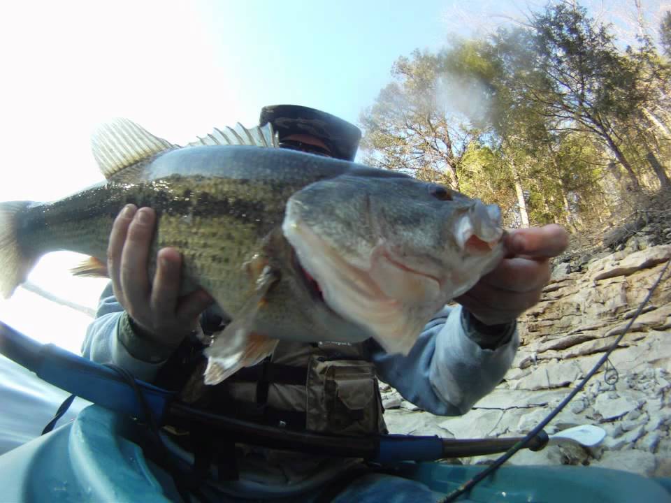 In Search of Monster Table Rock Lake Bass!