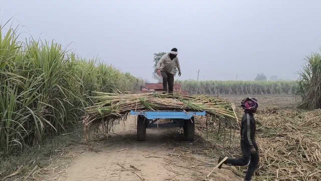 गजब का गन्ना 13 फुट 7 इंच हाइट राहुल हलालपुर किसान @Yashudev-Kale