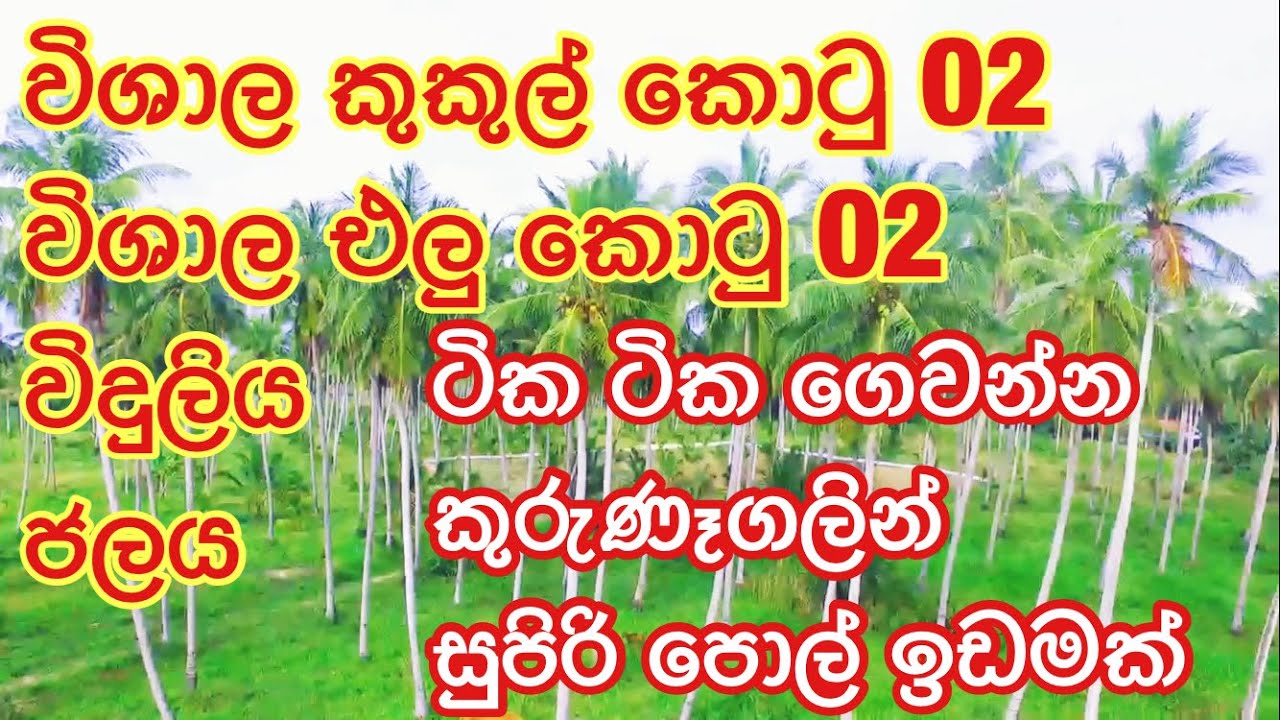 ටික ටික ගෙවන්න පොල් ඉඩමක් බලමුද | kalu malli | aduwata idam