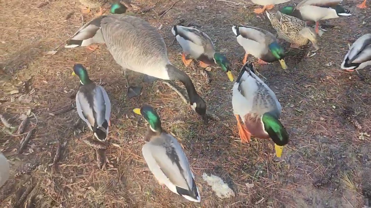 Los patos.