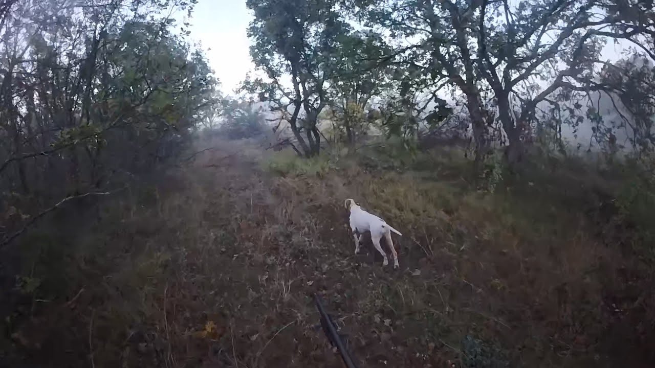 woodcock hunting Greece 28/10/2025&mu;&pi;&epsilon;&kappa;&alpha;&tau;&sigma;&epsilon;&sigmaf; by teo orestiada