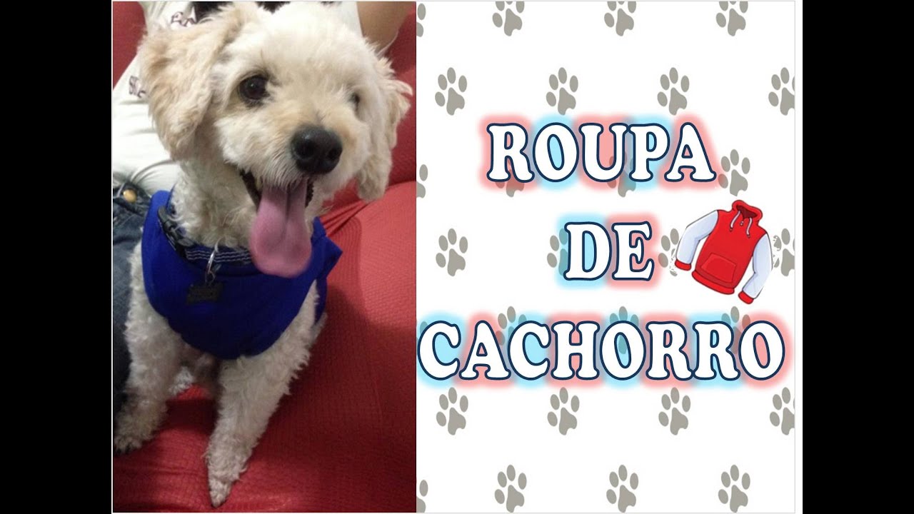 DIY - Roupa de cachorro feita de blusa velha! 🐶🐾