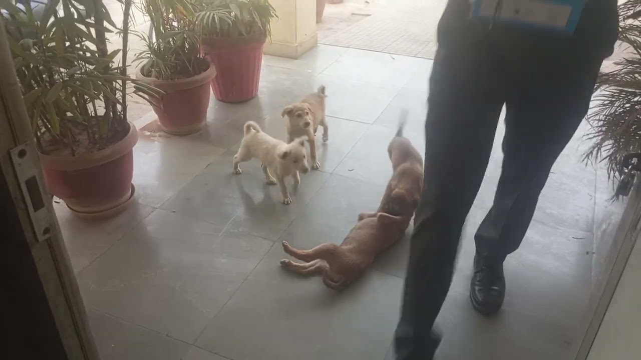 😍😍❤️dog baby enjoy timing 🥰🥰🥰😍😍😍🥰😍