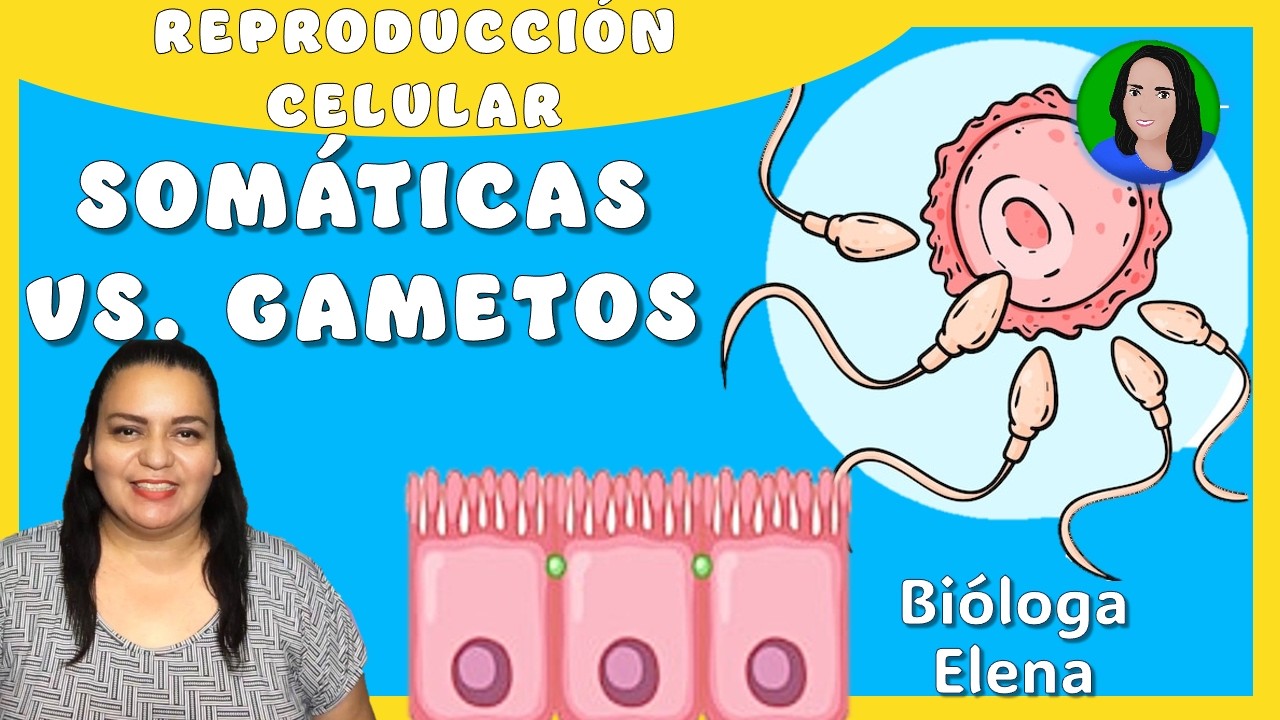 Diferencias en c&eacute;lulas som&aacute;ticas y gametos