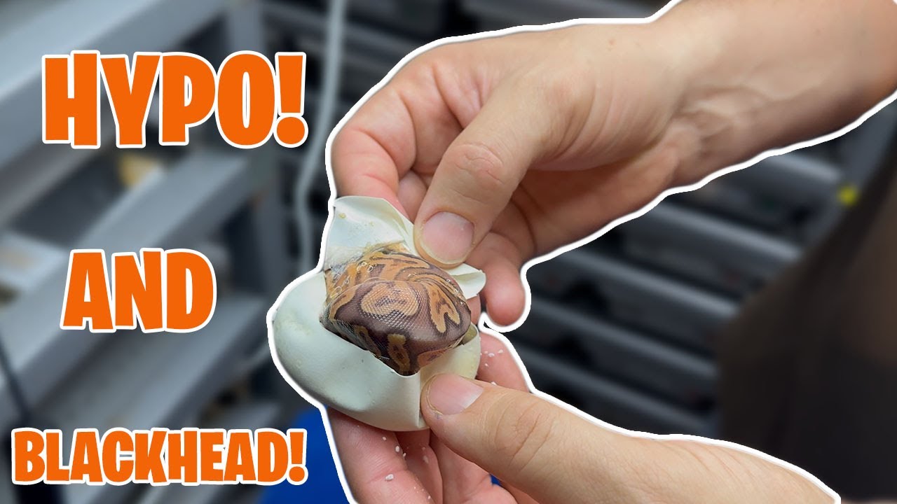 Blackhead And HYPO Combos!!! #snakes #eggcutting #ballpython