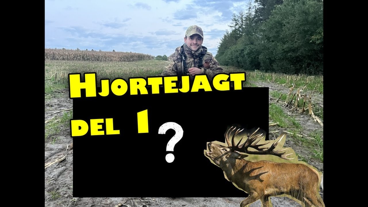 Kronhjorte brunst jagt i Danmark 2025 DEL 1/2