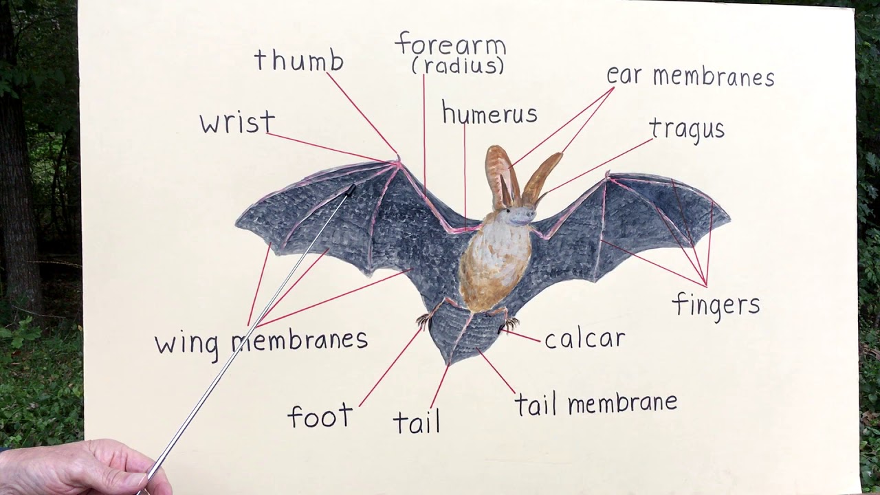 Basic Bat Biology