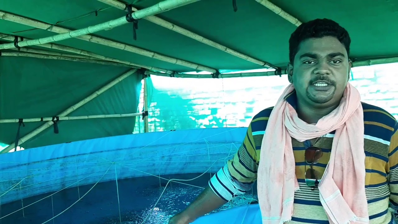 Pabda And Vietnami Koi Fish Farming In BioFloc,, Farm Update..