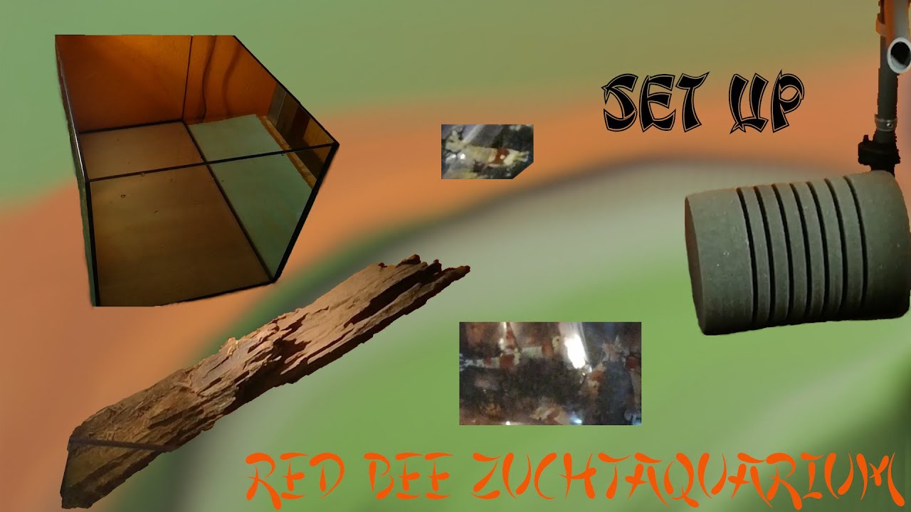 Red Bee Set Up - zweites Zuchtbecken | Aquarium einrichten für Zwerggarnelen