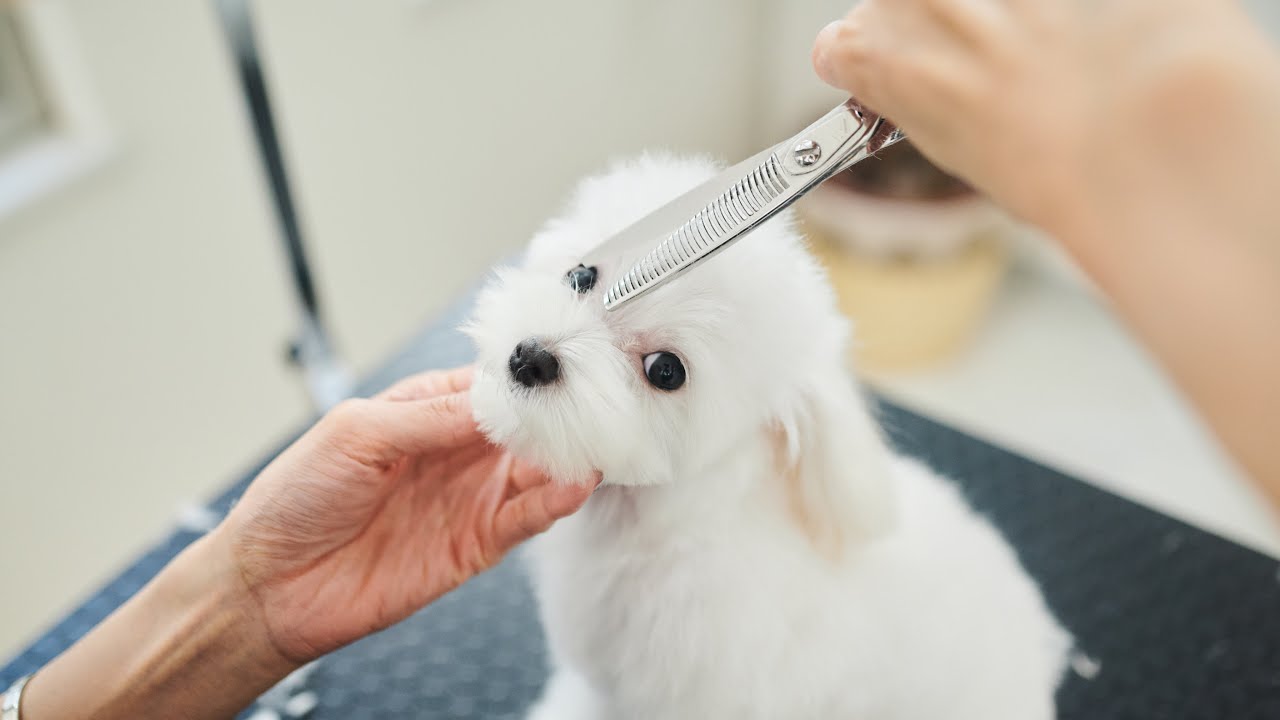 うさぎみたいなマルプー、生後4ヶ月の初トリミング