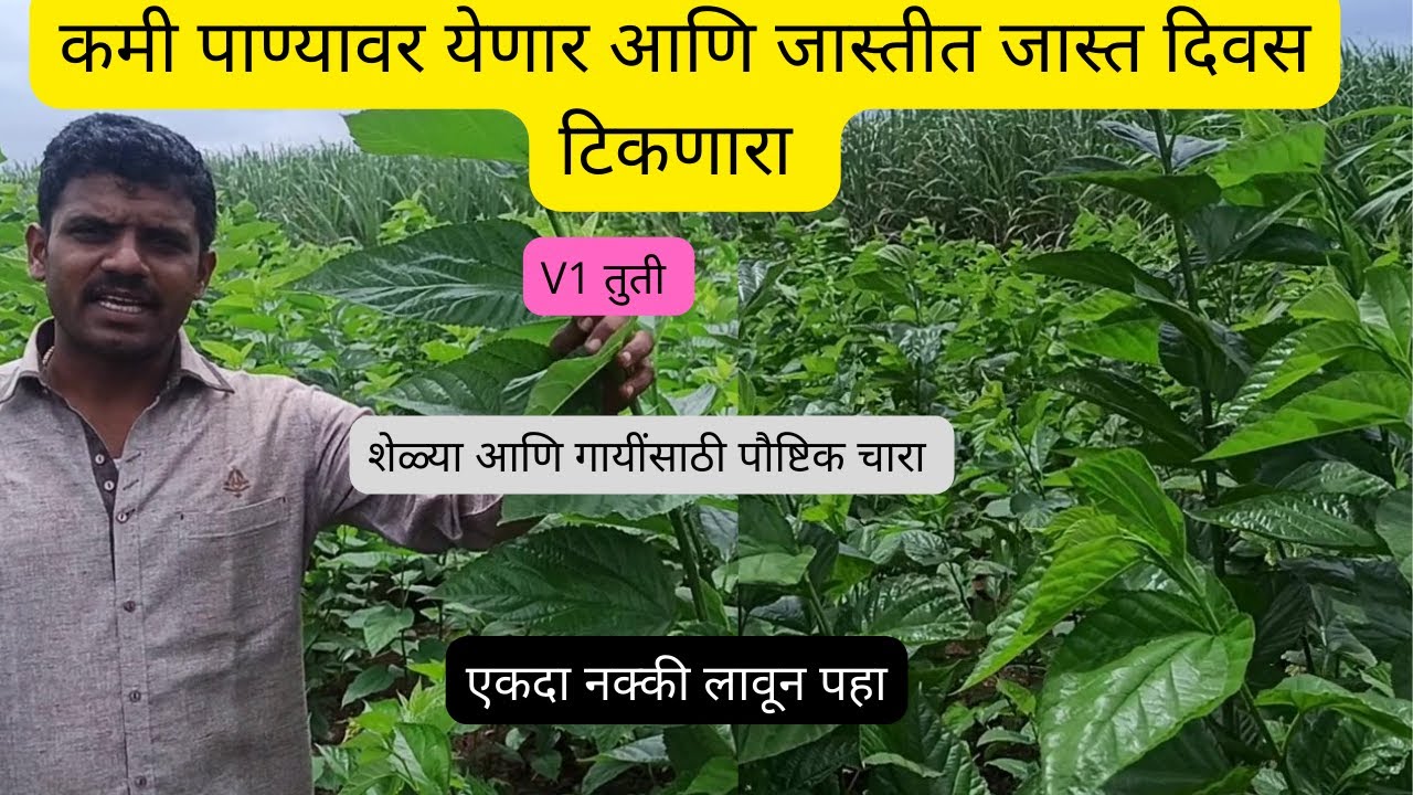 V1 TUTTI | V1 तुती  शेळ्या गायींसाठी  पौष्टिक चारा  एकदा नक्की लावा
