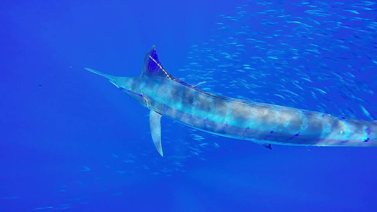 Blue Water Hunter Hawaii Spearfishing Charter (808) 938-1901 (Marlin)