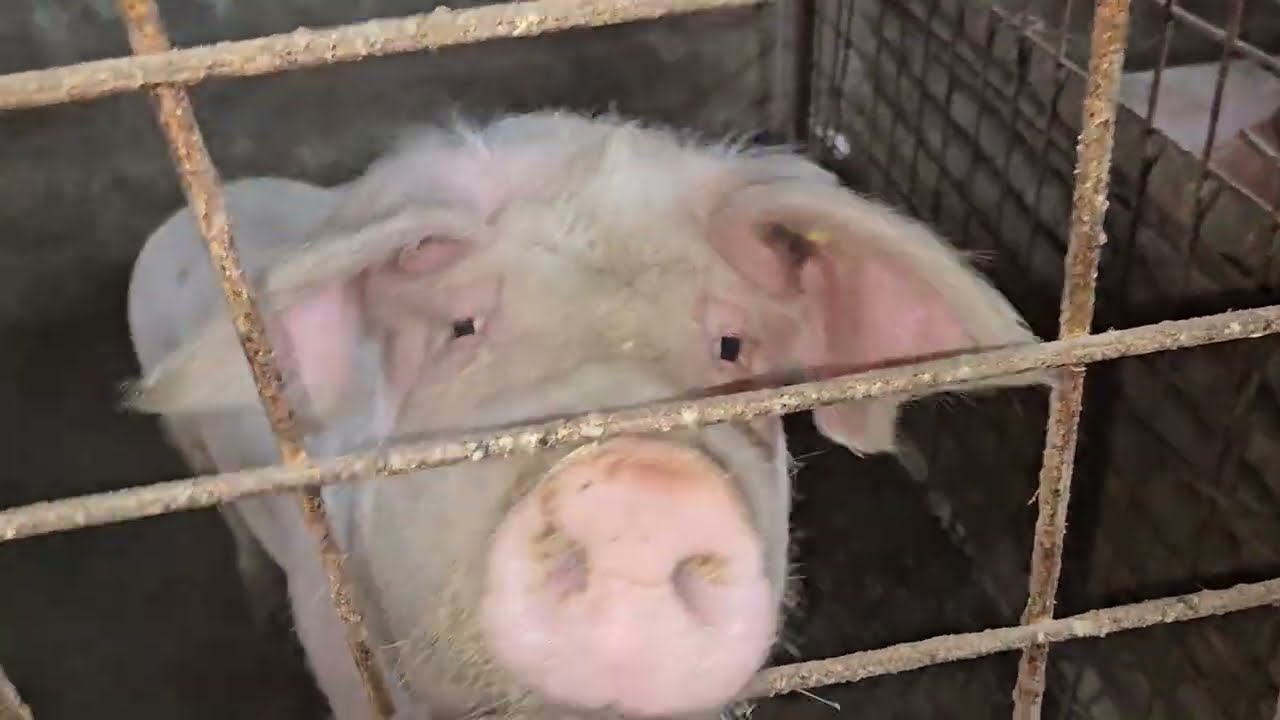 A PLECAT O CAPRĂ! A VENIT UN PORC!