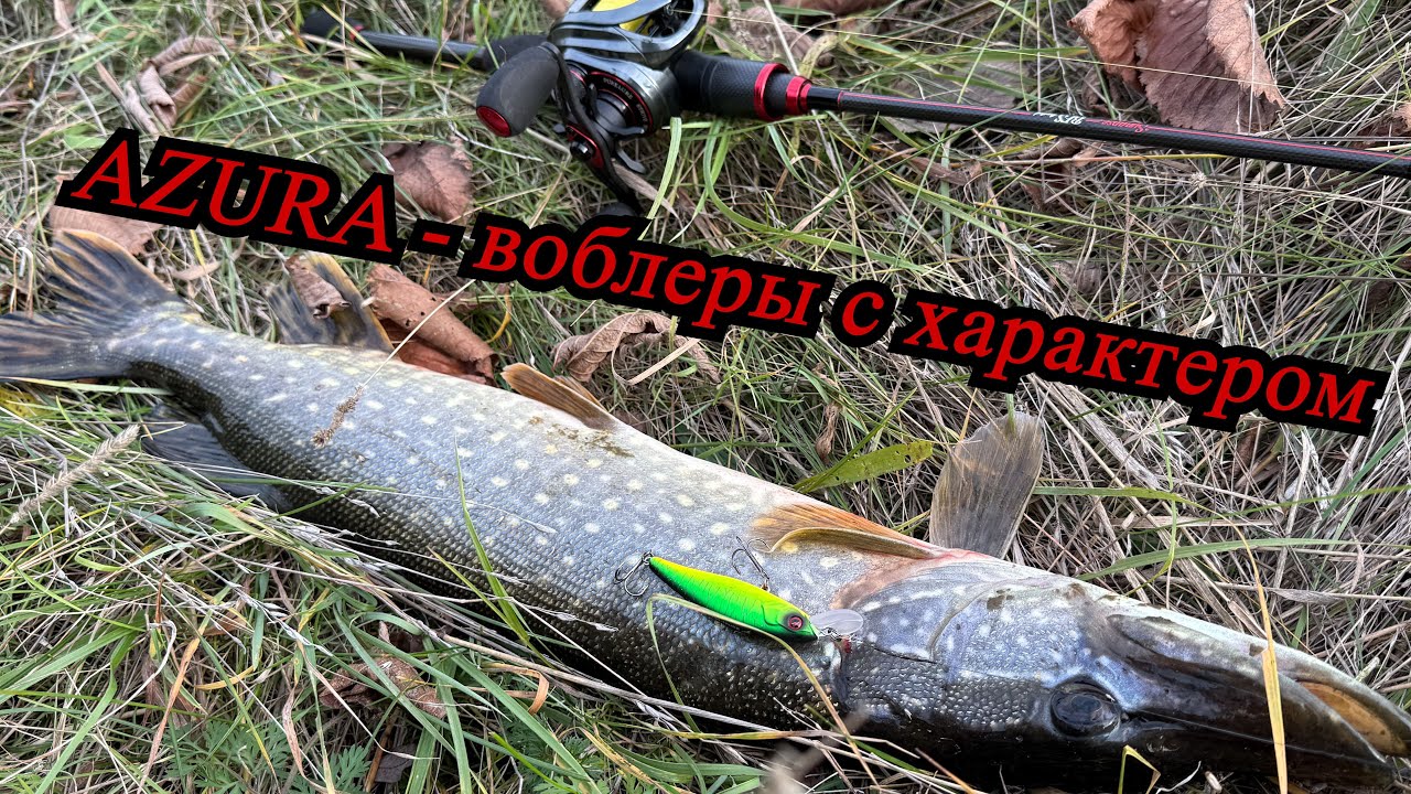 Щука на бюджетные кренки и воблеры AZURA: тест и обзор!