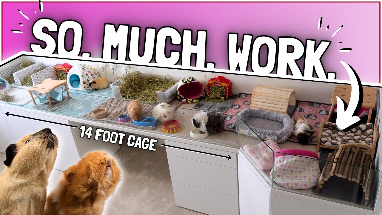 Cleaning & Setting up my HUGE Guinea Pig Cage! 🤯🧼