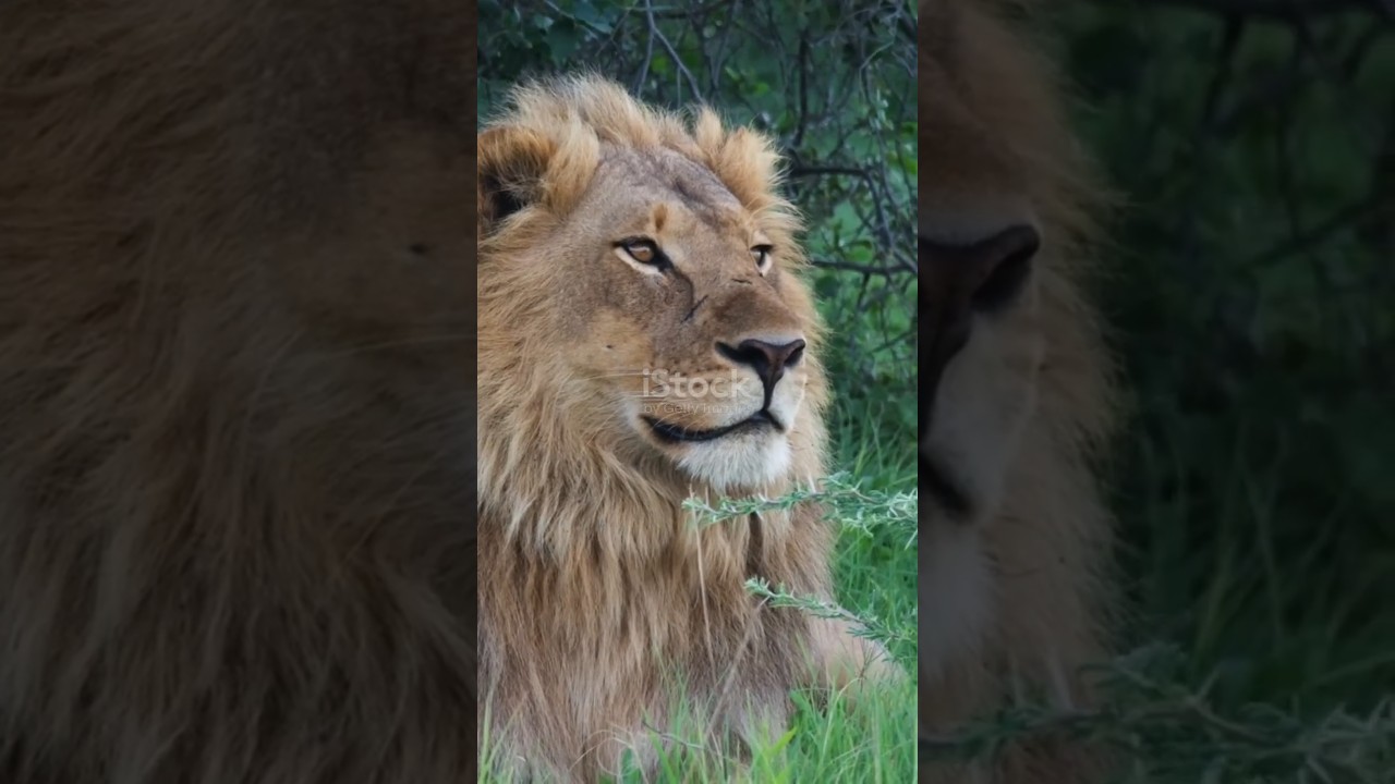 Why Do LIONS Rest More in Winter Even With Food Nearby?