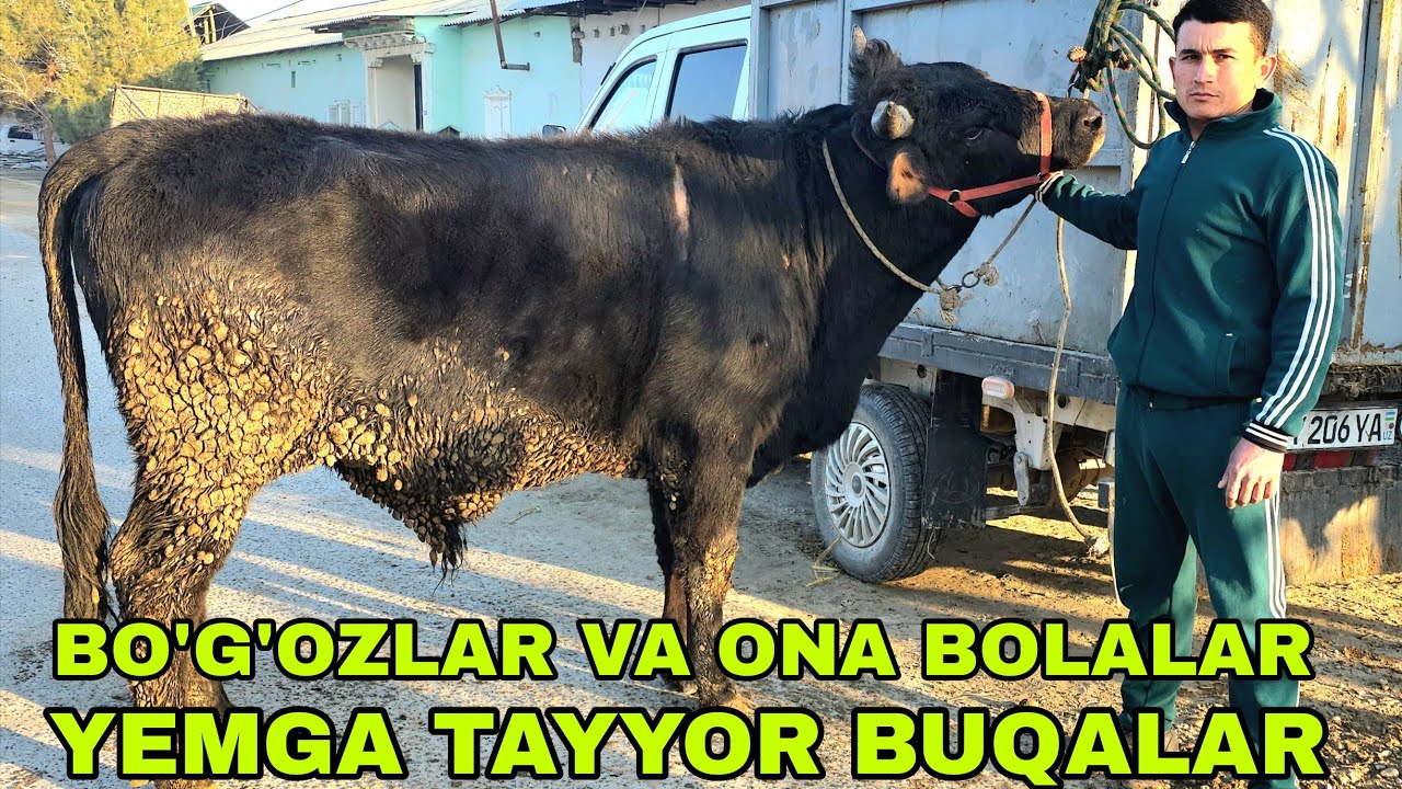 Bo'ronboy ukamizdan yangi partiya buqalar va bo'g'oz ona bola mari sigirlar 20-mart, 2026