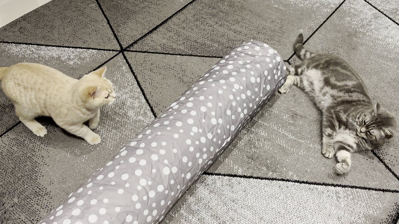Kitten Wiggles Butt Before Pouncing On Cat