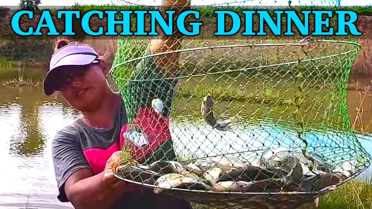 Catching Lots Of WILD TILAPIA For Dinner in Rural Thailand 🇹🇭