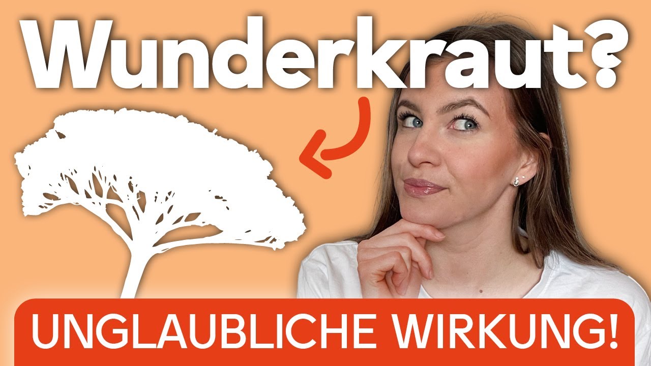 Die Wirkung von Schafgarbe leicht erklärt I Erkennen und selbst verwerten I Kräuterkunde