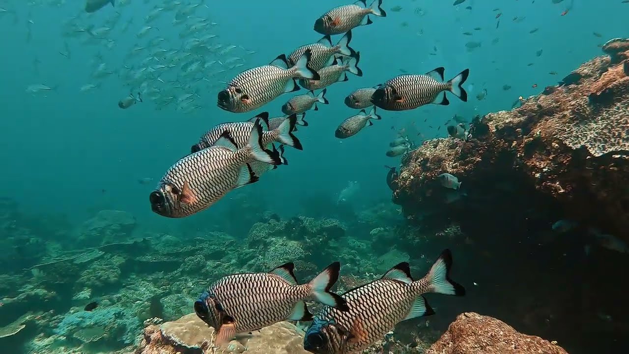 Dive into Morocco&rsquo;s Hidden Beauty | Explore Belyounech with Chems Diving 🇲🇦🌊