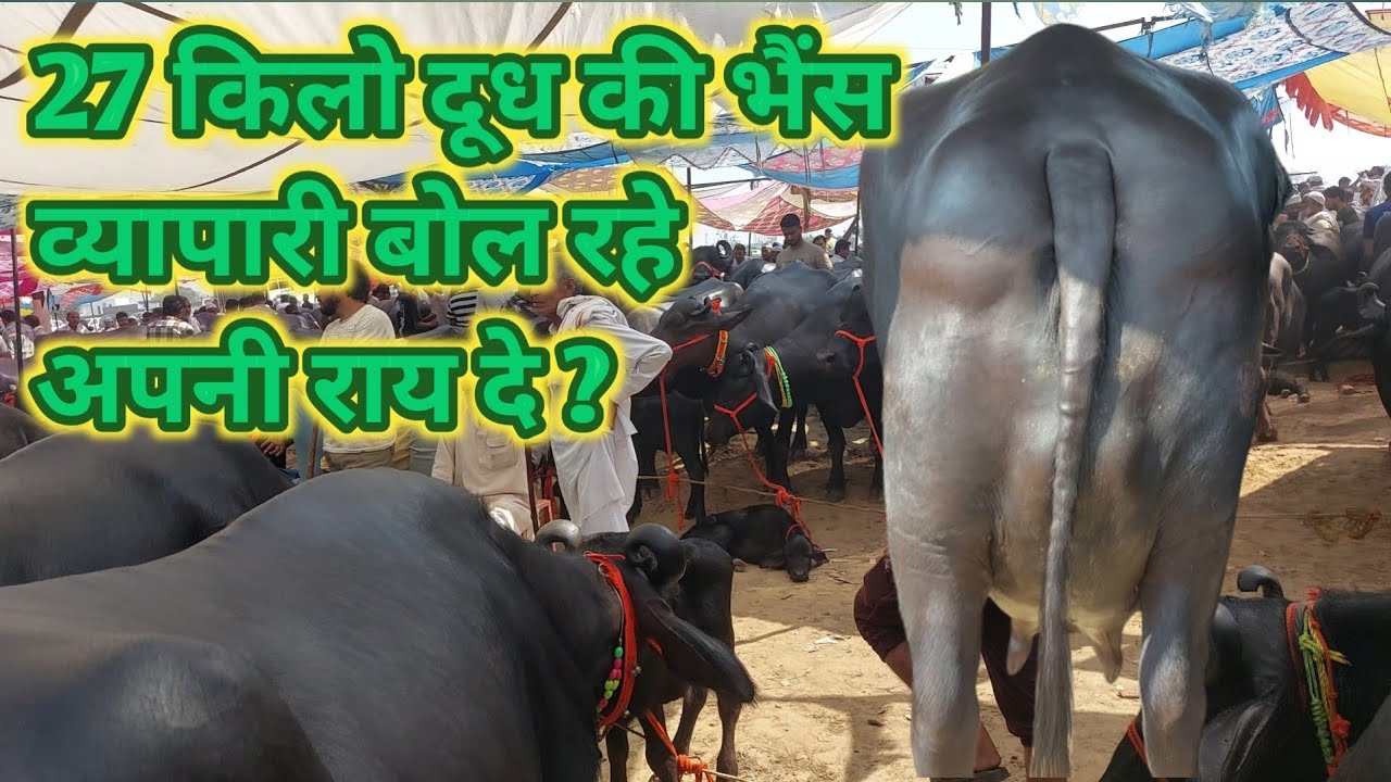 Parsi Pashu Mandi | Murrah Buffalo Market | Pashu Bajar | Hatwara | Meerut Mandi | up Mela | Bhens