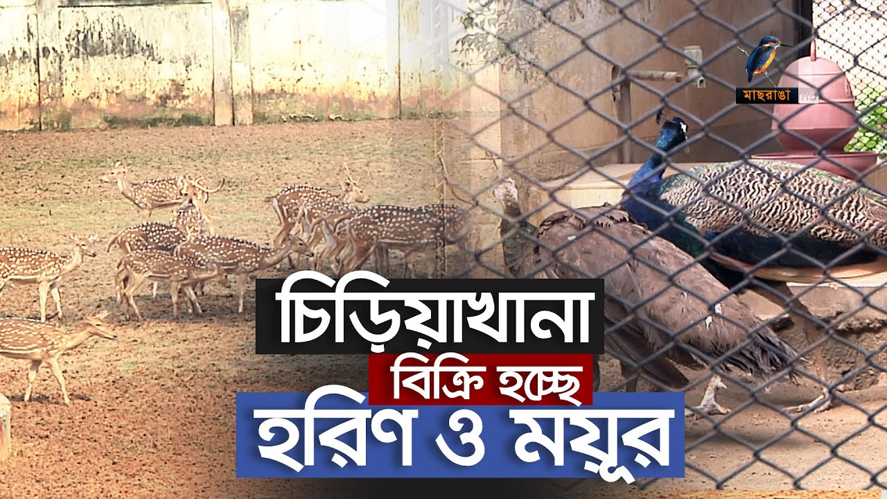 বিক্রি হচ্ছে হরিণ ও ময়ূর