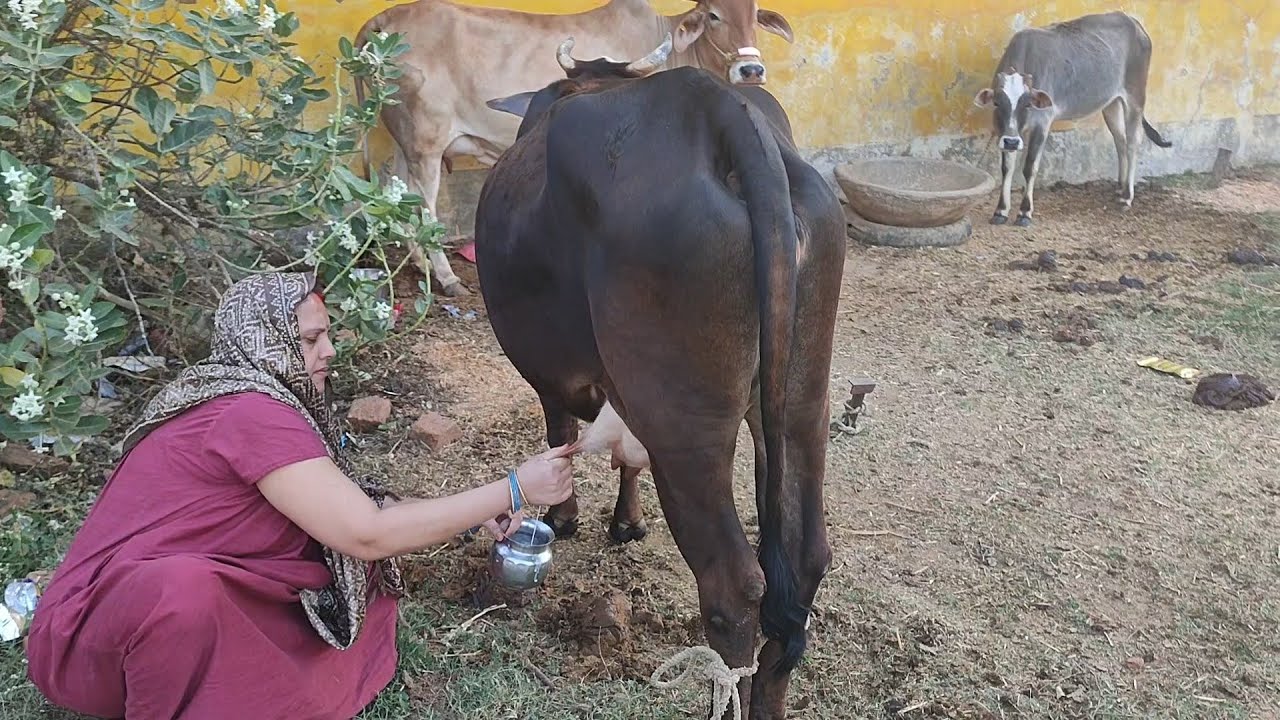 New Cow Milking By Hand Full Video Very Interesting | Cow Milking By Hand | Cow Milking