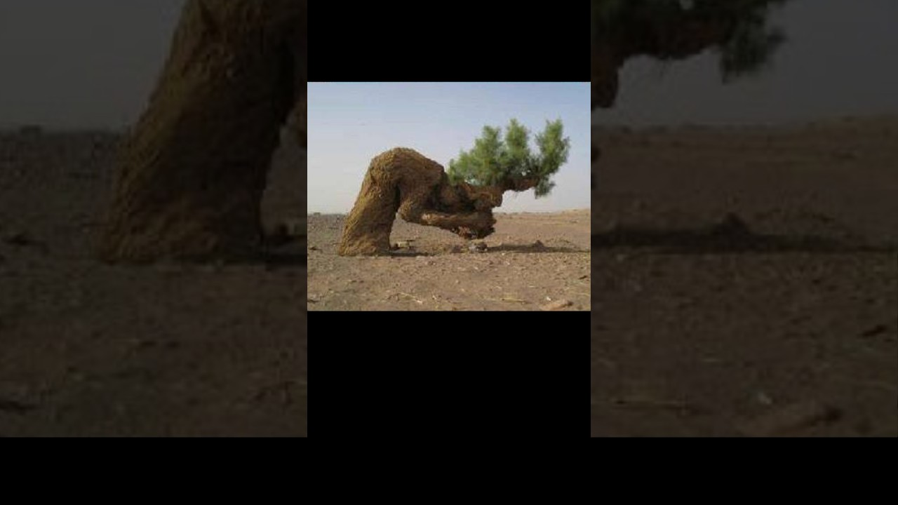 Power of ALLAH ||Miracle of ALLAH ||| #islamicshorts #religion #status #powerofallah #powerofgod