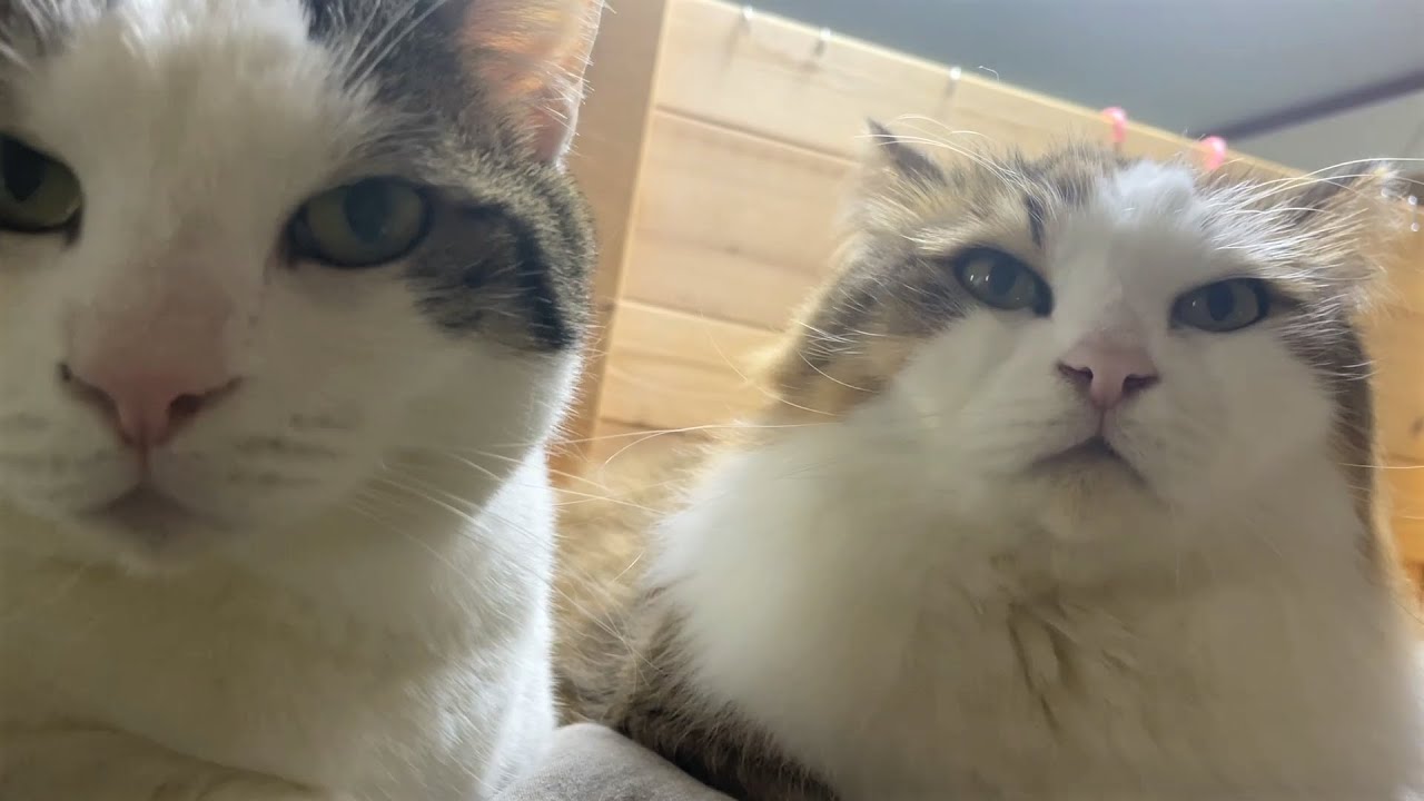 朝になると息子を起こしにいく猫と起きられない息子