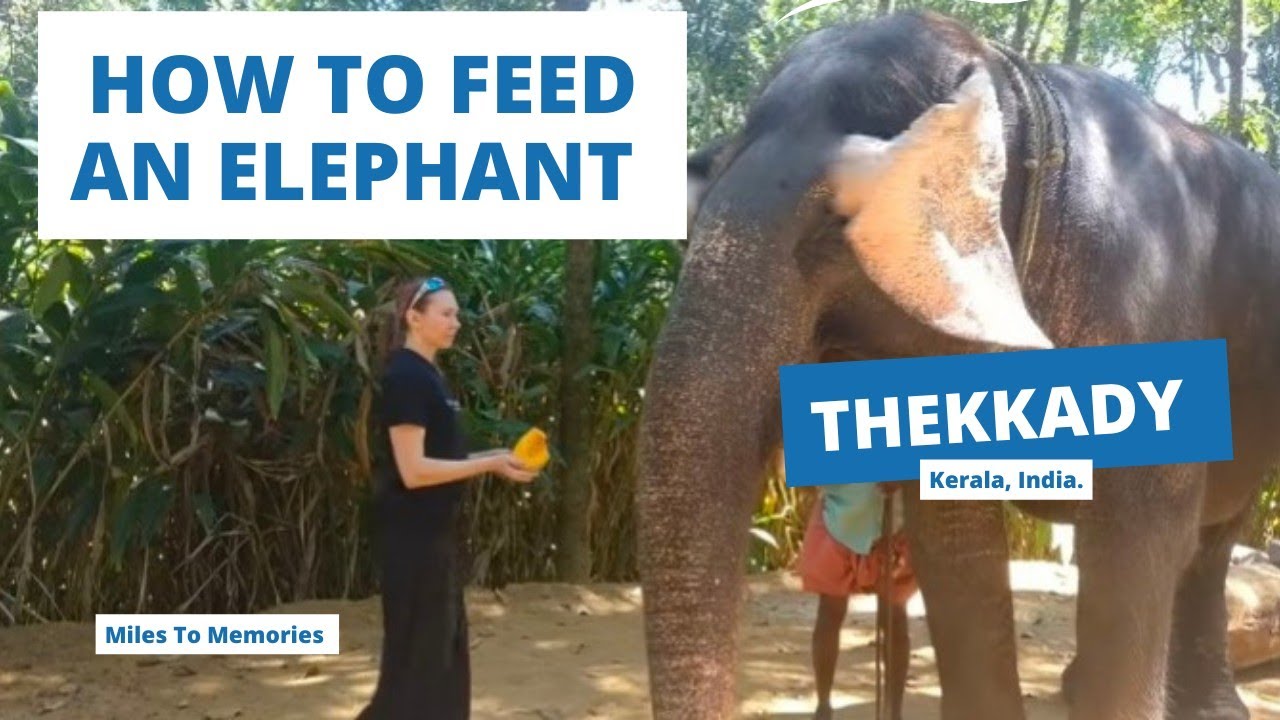 How To Feed An Elephant - Thekkady | Explore Kerala | #bucketlist #keralatourism #travelkerala