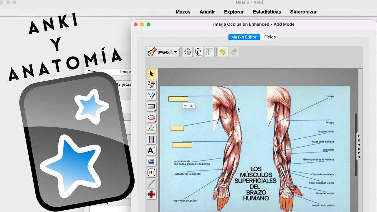 Anki Y Anatomía: Imágenes y Fotos