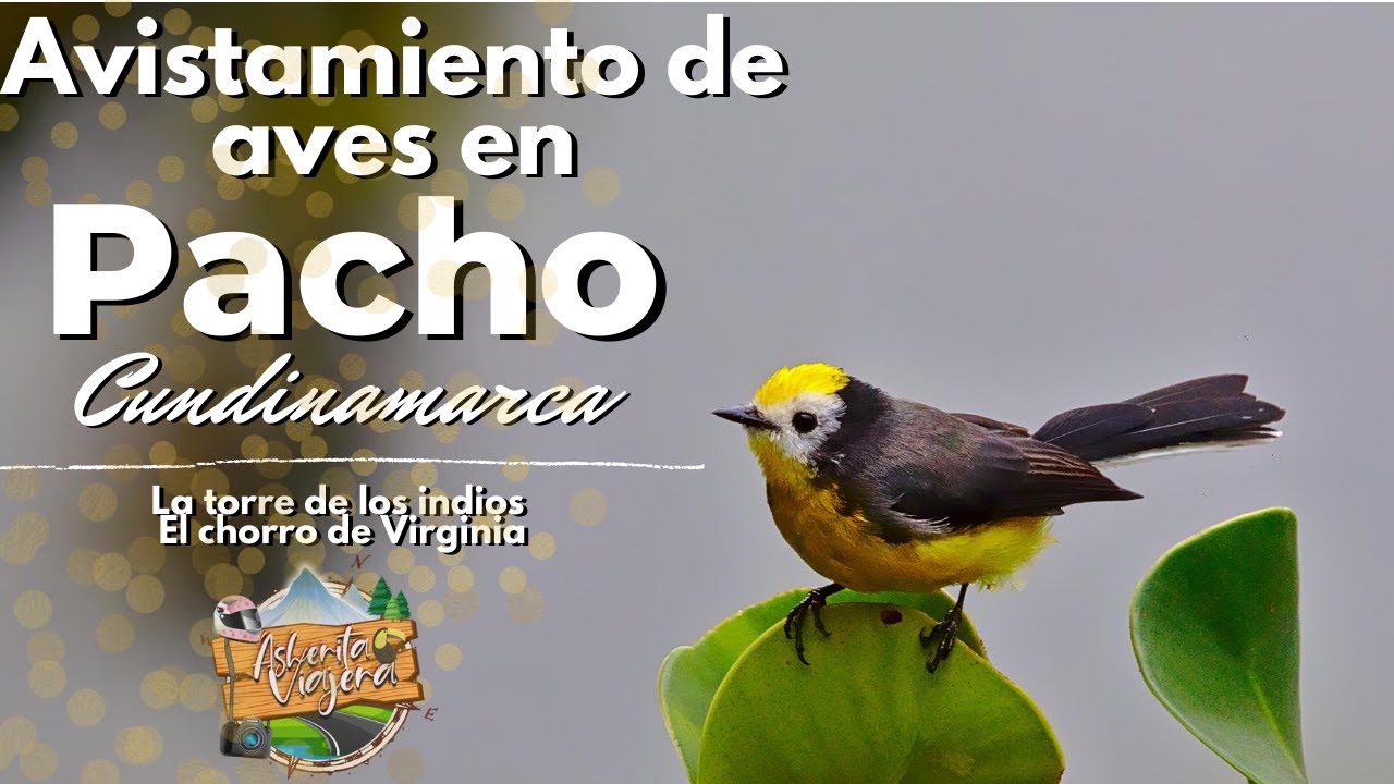 Avistamiento de aves en Pacho - Cundinamarca -Colombia - Asherita Viajera guía de aves en Colombia