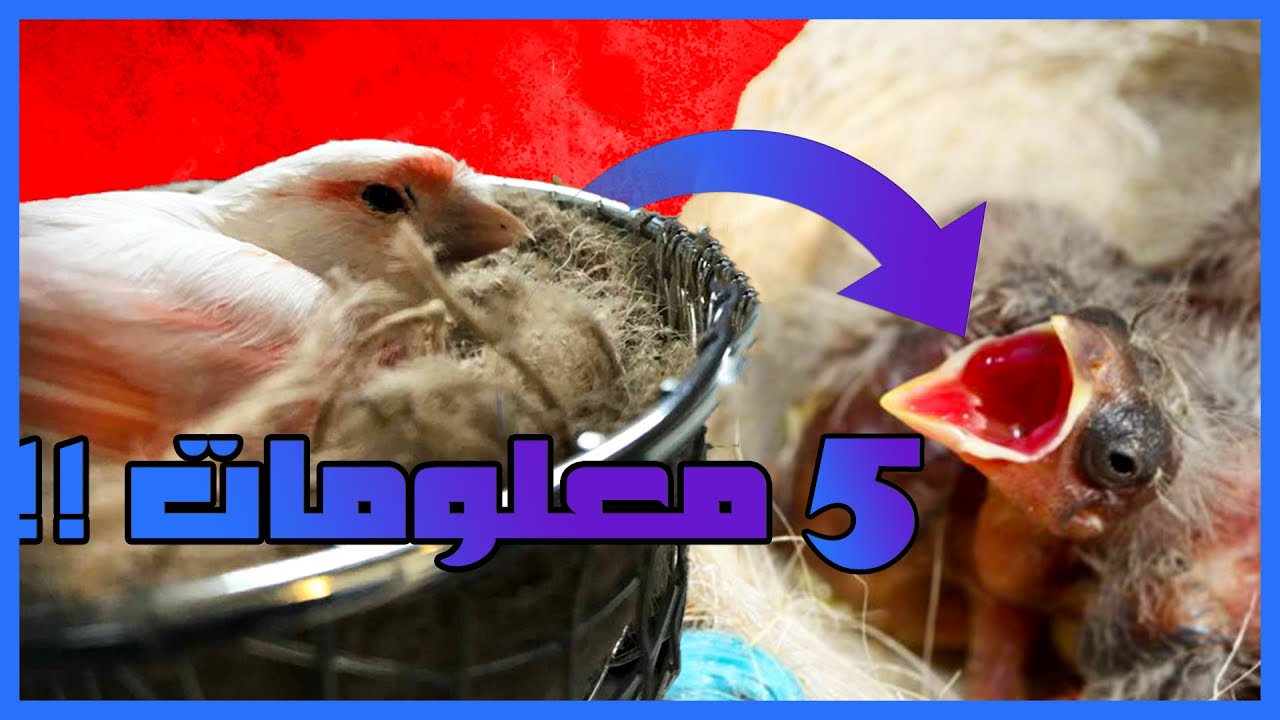 5 معلومات هامة يجب عليك معرفتها لتكون مربي كناري ناجح