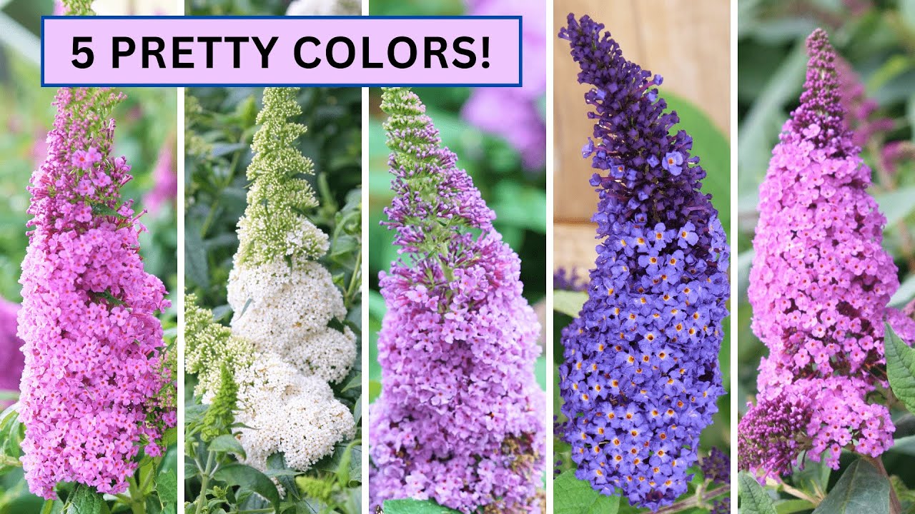 Pugster Butterfly Bush Guide: Planting, Growing, and Care (Buddleia)