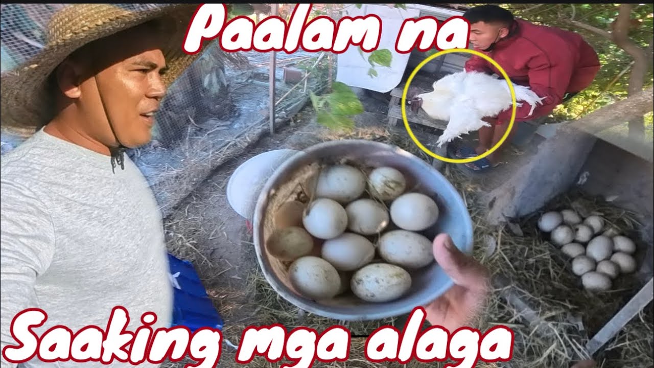 Ang dami ligaw na itlog at gulay sa bakuran Jackpot na!