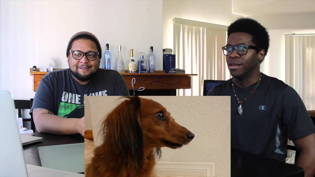 Dogstep! (Dear Ryan) REACTION!!!!