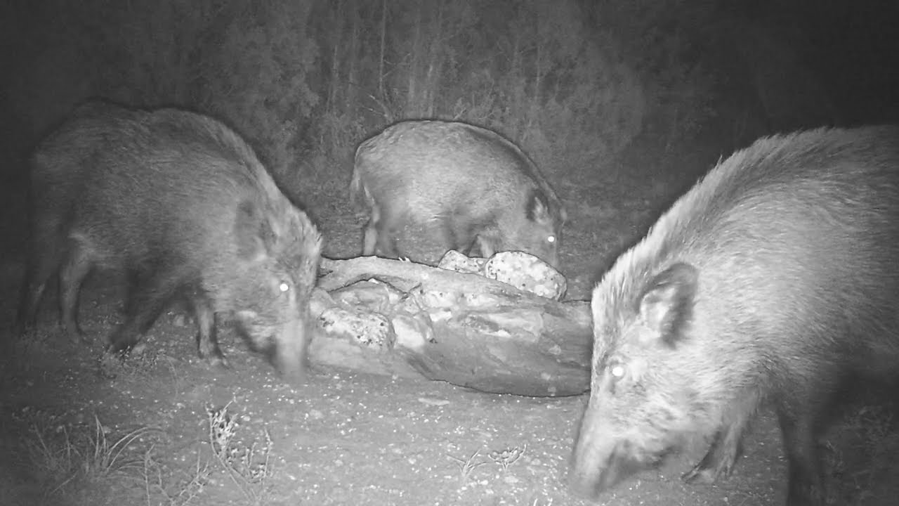 El jabal&iacute; (Sus scrofa)