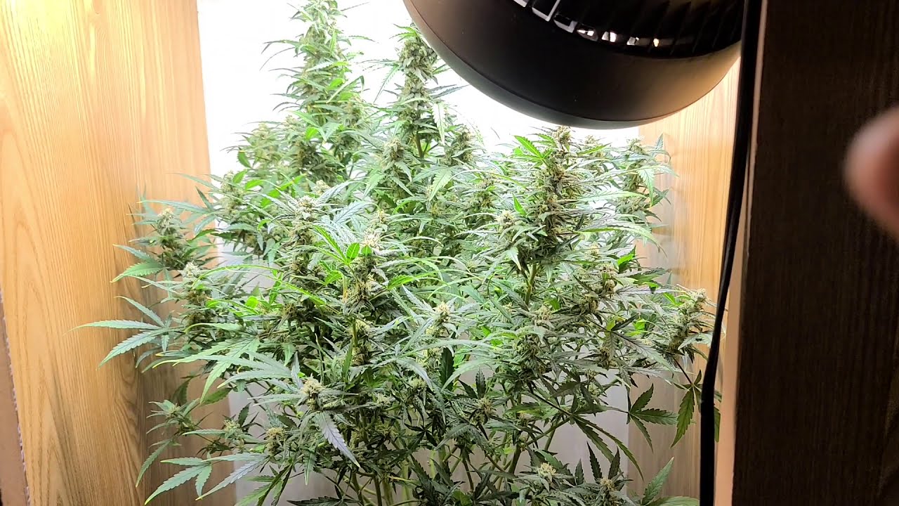 ILGM Gelato Autoflower looking  fabulous!                                         #marshydrosp150