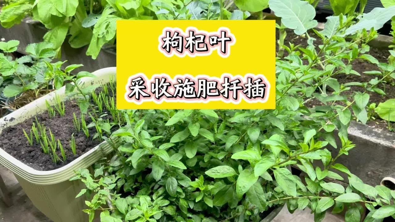 收获枸杞叶，分享采收施肥及扦插过程#枸杞叶种植 #楼顶菜园