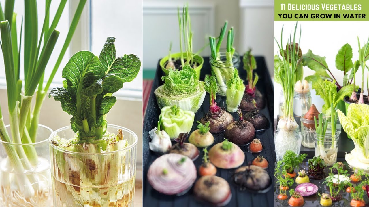 11 вкуснейших овощей, которые можно выращивать в воде