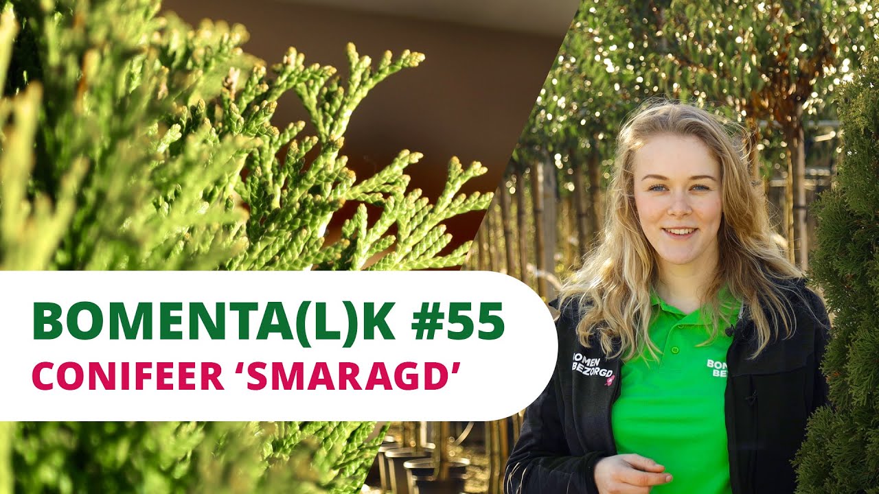 BOMENTA(L)K #55 | Conifeer 'Smaragd'