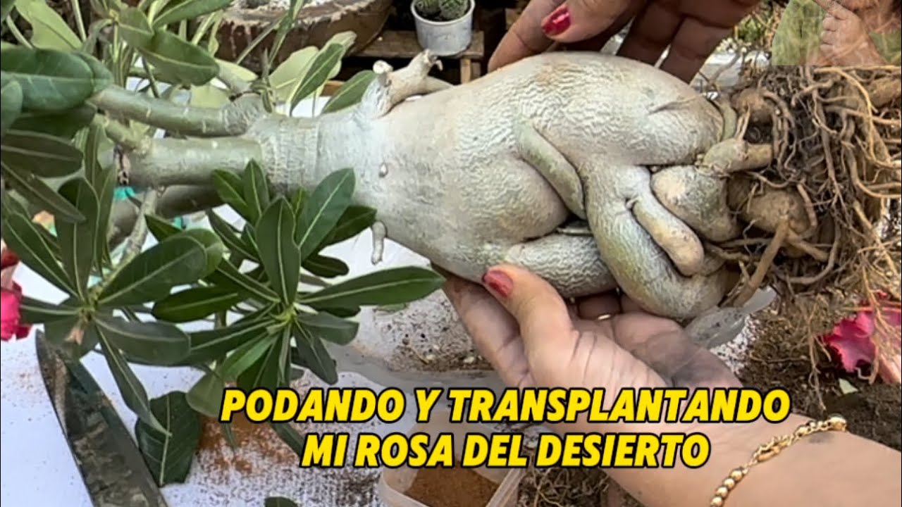 Cómo podar y transplantar y multiplicar una rosa del desierto?